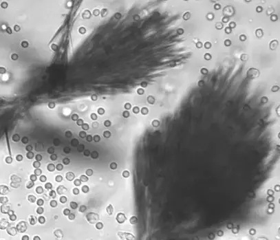 Amoxycillin crystals